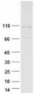 Coomassie blue staining of purified DAAM1 protein.